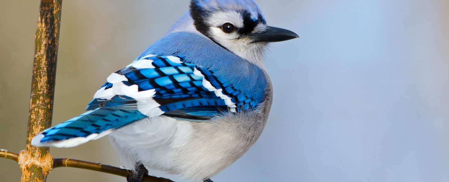 Bluejay Spotted at the Leavenworth Spring Bird Fest