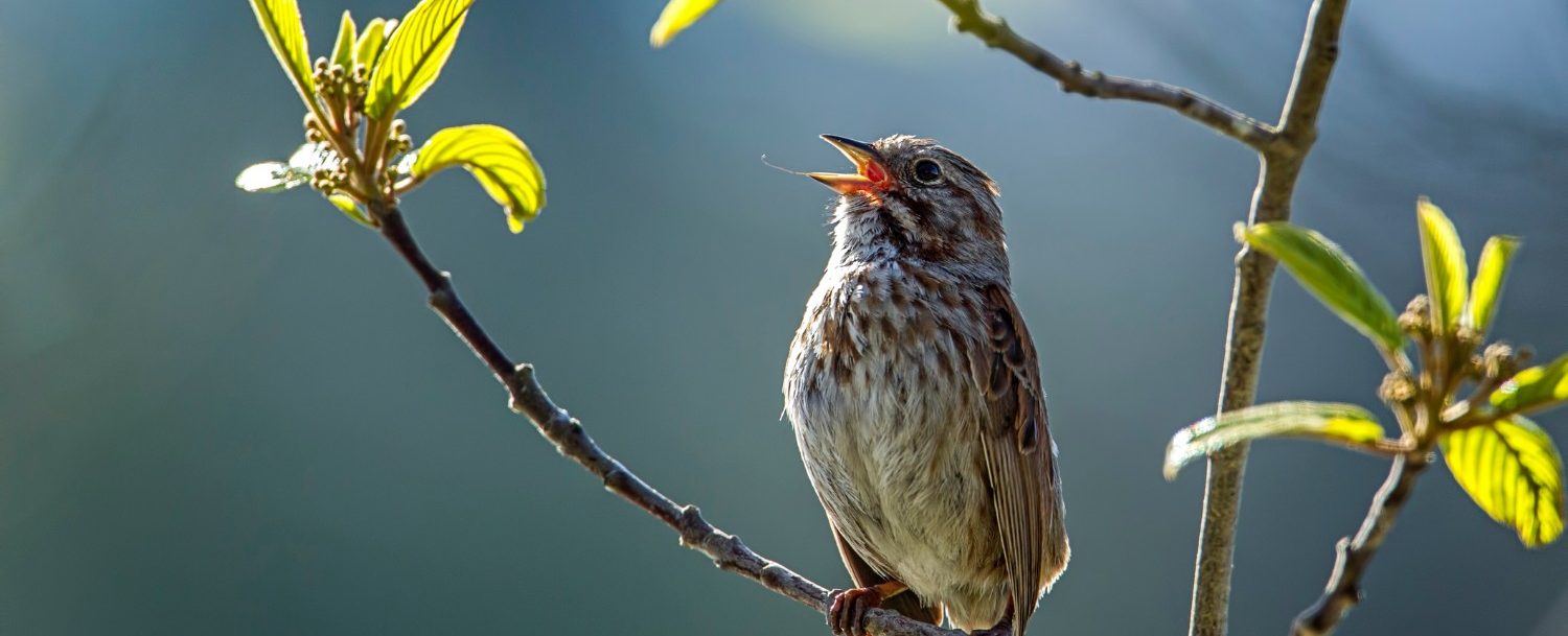 A small song sparrow is perched on a branch in Idaho.